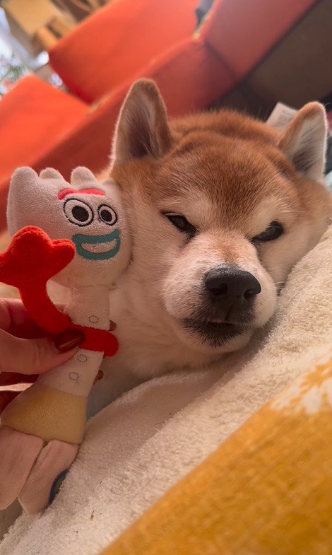 ぬいぐるみを頬にぴとっ♡