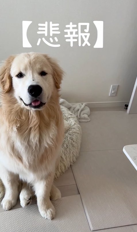 座っている大型犬