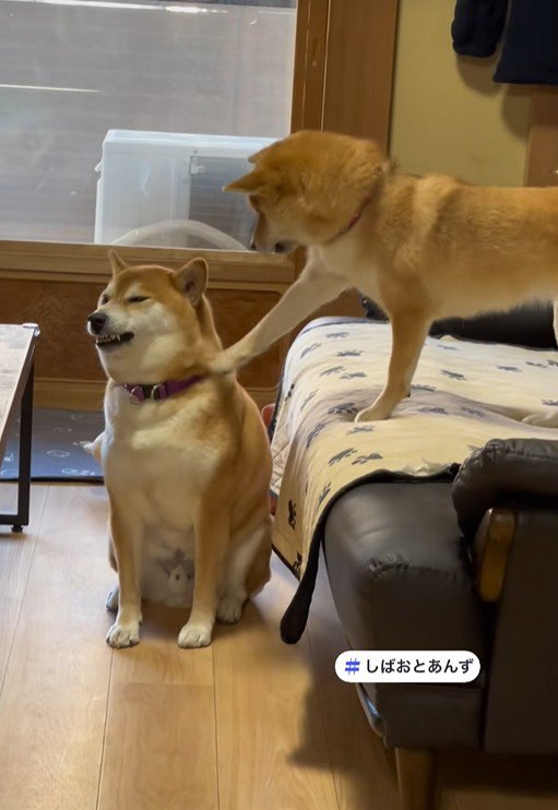 「ヴ~」と唸るしばお君