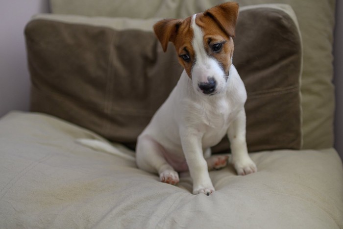 悲しそうな子犬