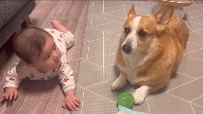 隣に並ぶ犬と赤ちゃん