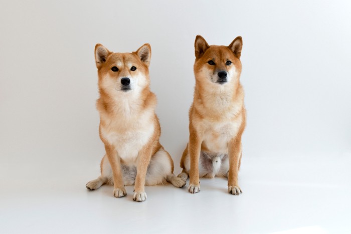 並んで座る2頭の柴犬