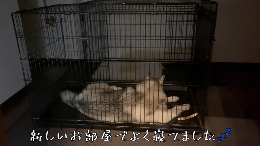 ケージの中で寝る犬