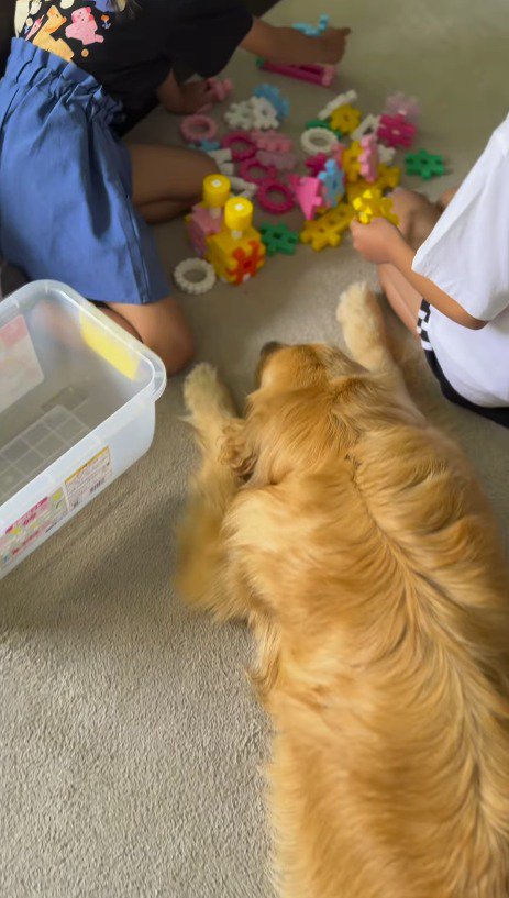 おもちゃで遊ぶ女の子たちを眺める犬