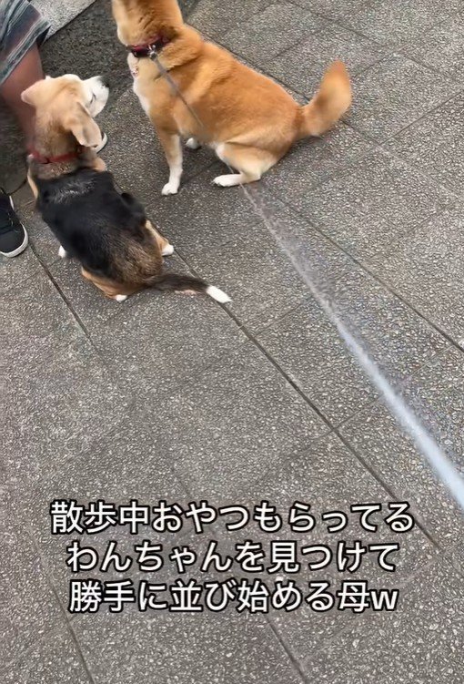 おやつをもらうワンコとポポちゃん3