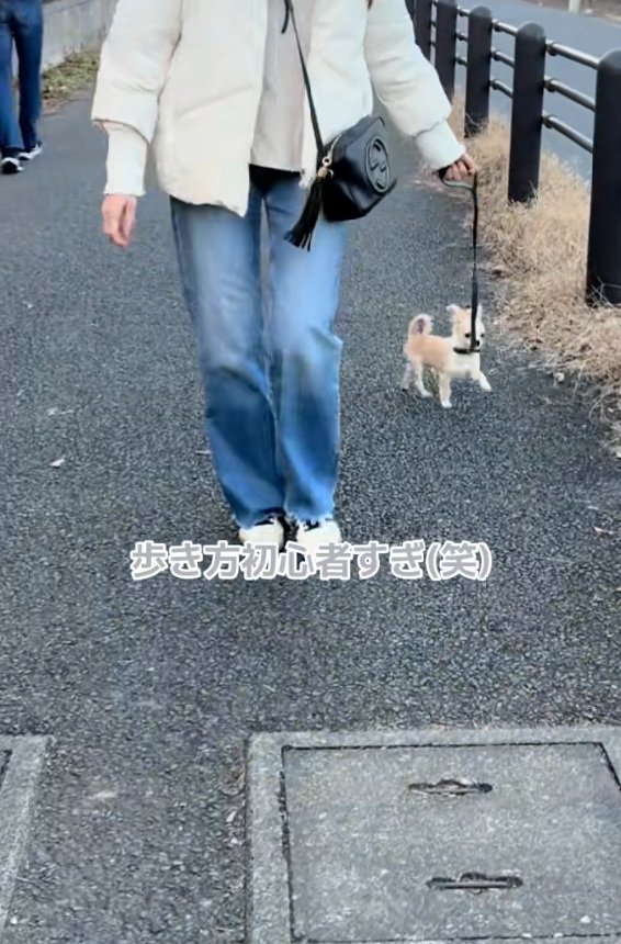 ジグザグ歩きするこはくくん