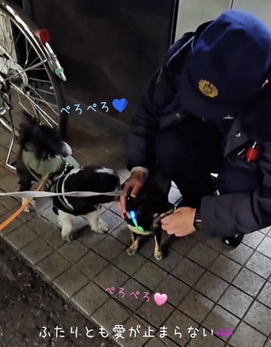 手を舐め続ける犬たち