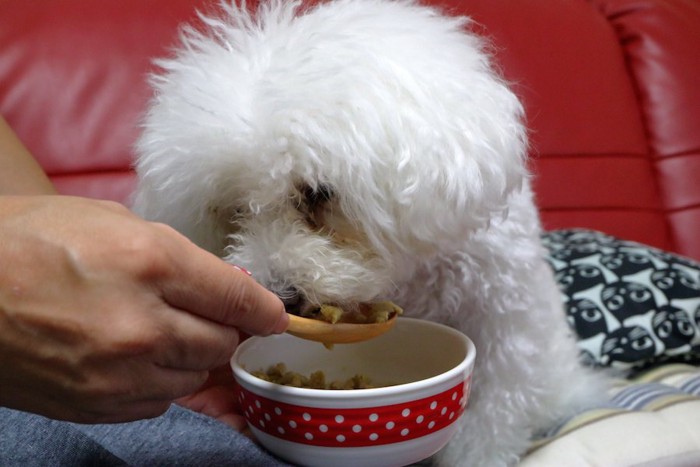 飼い主に手作りごはんを食べさせてもらうトイプードル