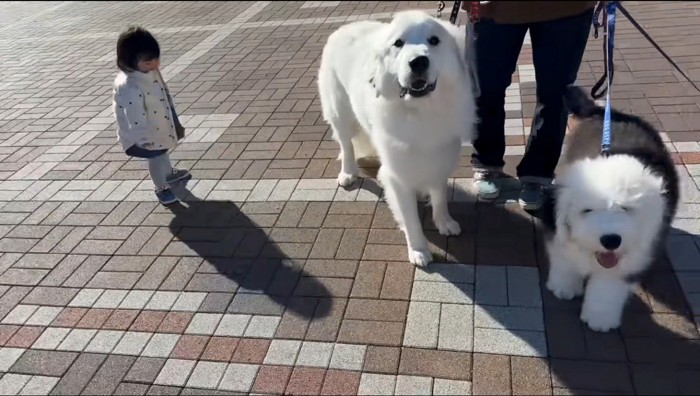 リードに繋がれた子犬と白い犬