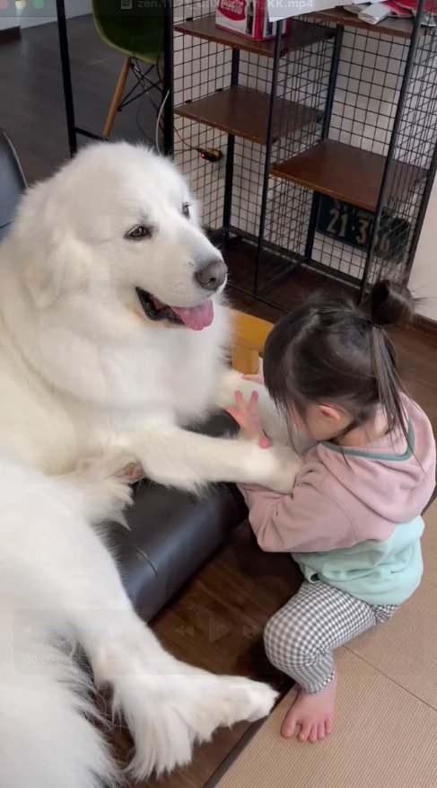 犬の腕の間に自分の手を差し込む男の子