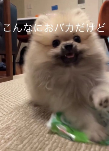 ウェットティッシュを踏んで滑るポメラニアンの子犬