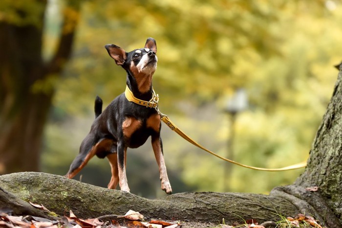 散歩する女性と犬