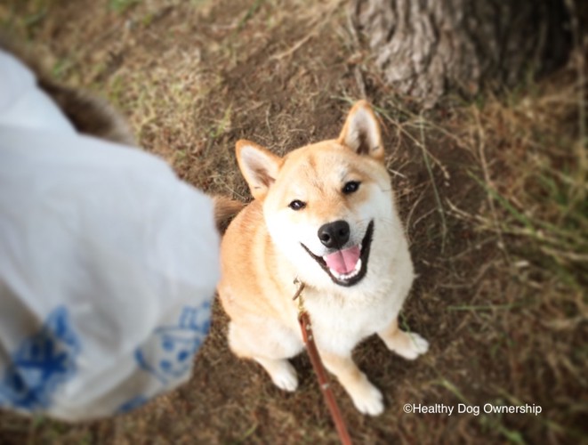 笑顔で座っている犬