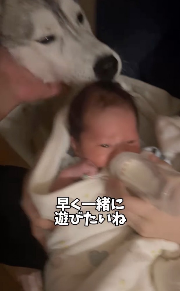 再び赤ちゃんを覗き込む大型犬