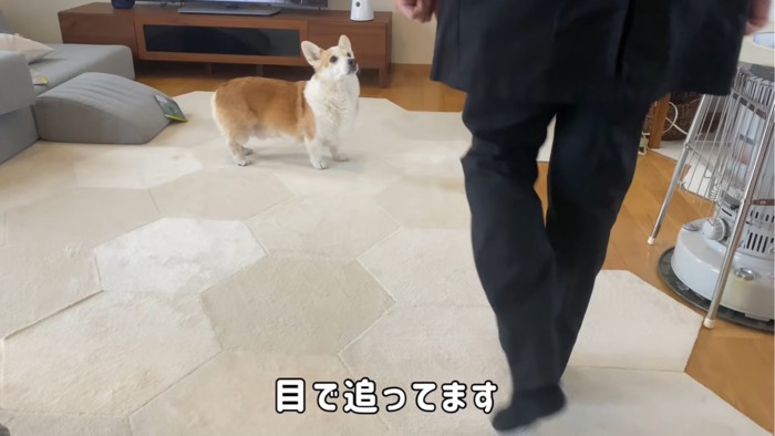 飼い主を見つめる犬