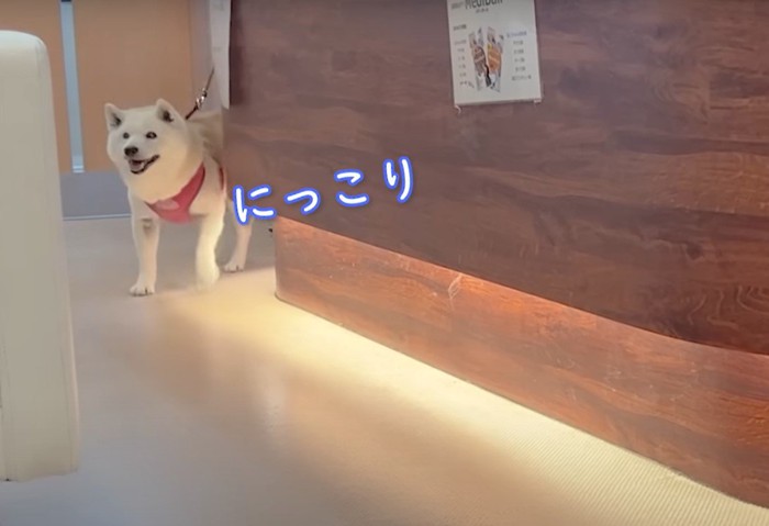 歩いてくる犬