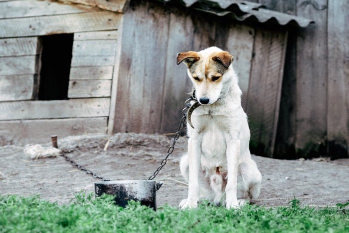 繋がれた犬