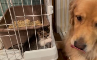 ケージ越しにゴールデンレトリバーにちょっかいを出そうとする子猫