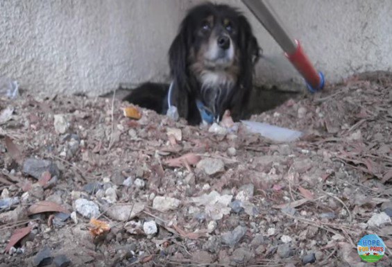 棒の先のワイヤループの接近におびえる犬