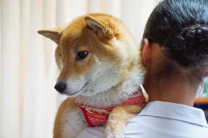 抱っこされている柴犬