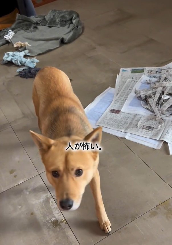 人が怖いあい君