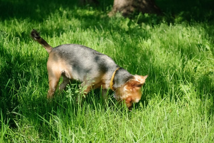 草むらに顔を入れる犬
