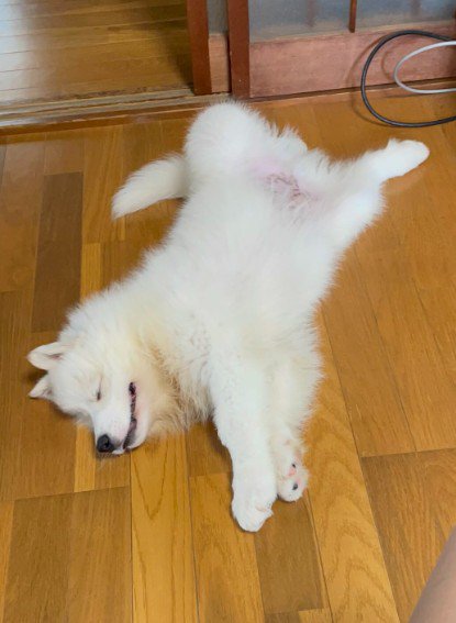 最強の癒し系わんこでした！！