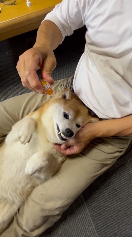 飼い主の足の間で静かにする犬