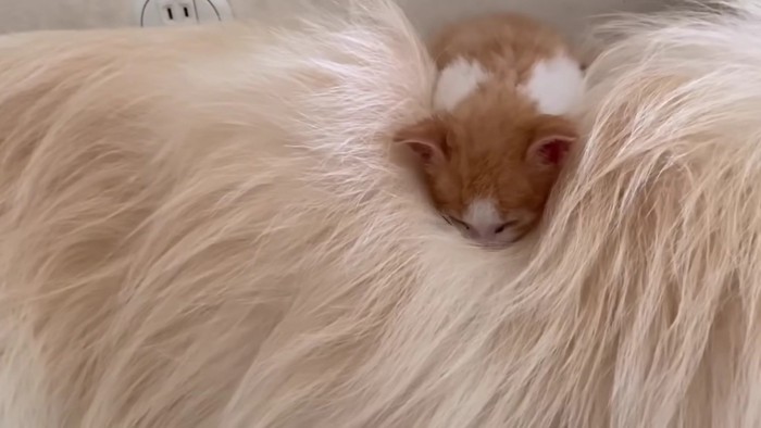 体の上で寝ることも♡