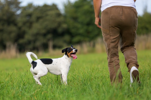 飼い主と散歩をする犬