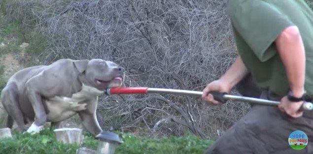 抵抗する犬