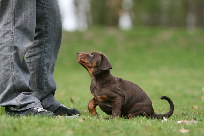 人の足と子犬