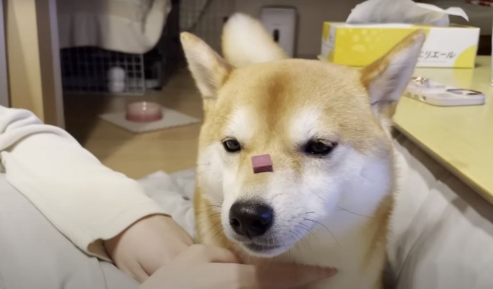 おやつを鼻に乗せる柴犬