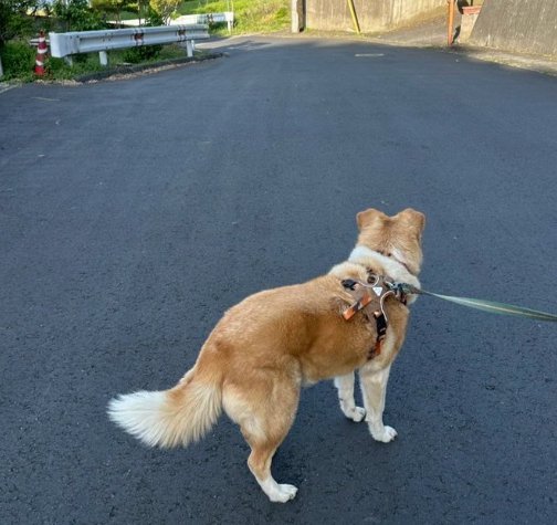 可愛い