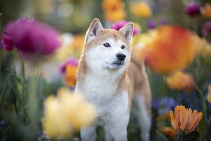 花に囲まれた柴犬