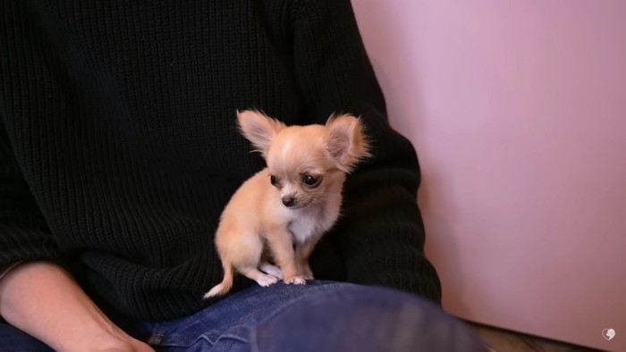 今回のお客さんはチワワの子犬さん