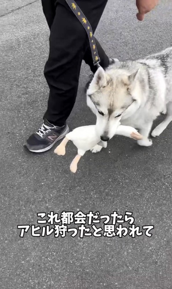 獲物…？