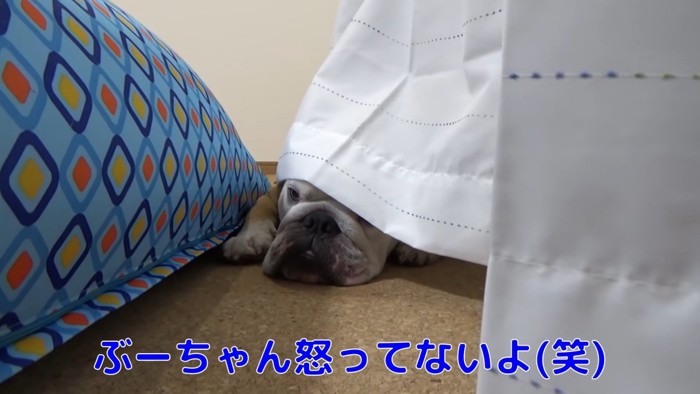 カーテンに隠れる犬