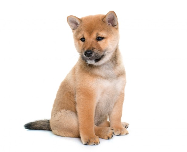 座る子犬の柴犬