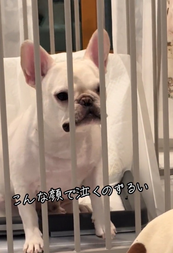 顔を柵から離す犬