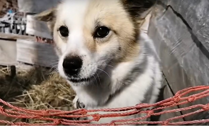 赤いネットの向こうにいる成犬