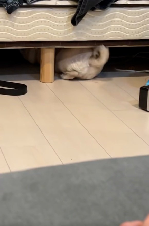 お尻を向けるしーちゃん