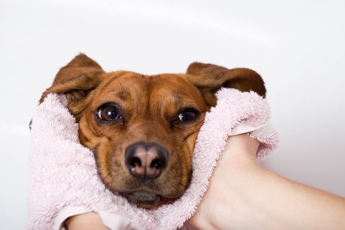 タオルで顔を拭かれている犬