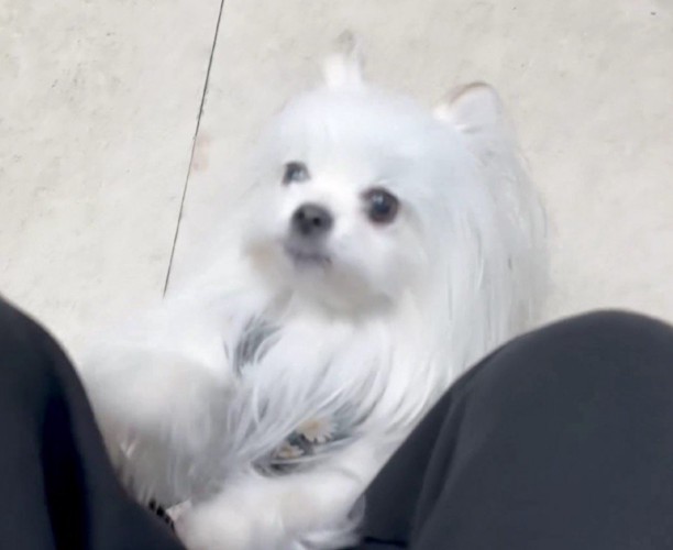 動物病院を訪れた