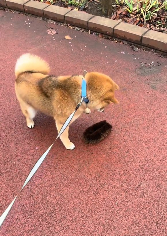 またびっくりするりんちゃん