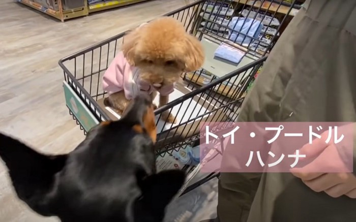 小型犬と触れ合うドーベルマン