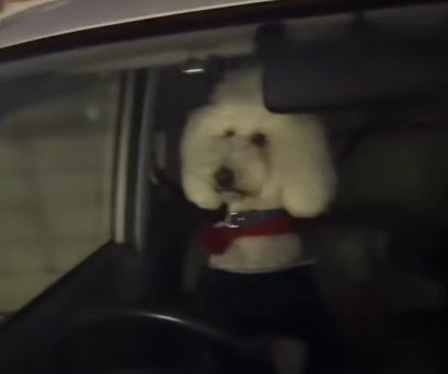 チラチラ様子を伺うことも