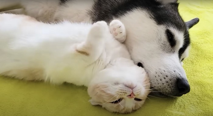 緑のカーペットの上で添い寝する犬と猫