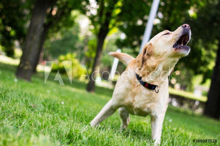 吠える犬