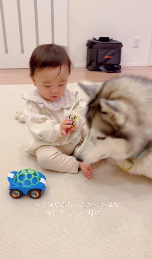 車のおもちゃを見つめる子供と犬